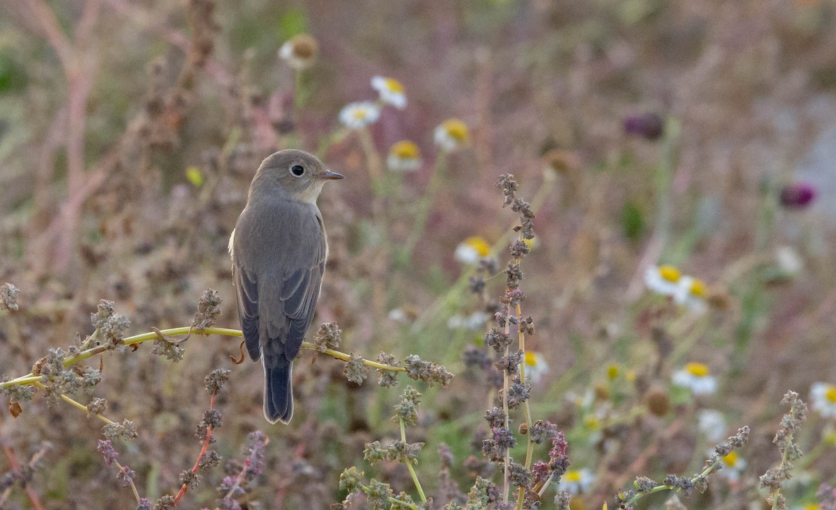 Red-breasted Flycatcher - ML638530013