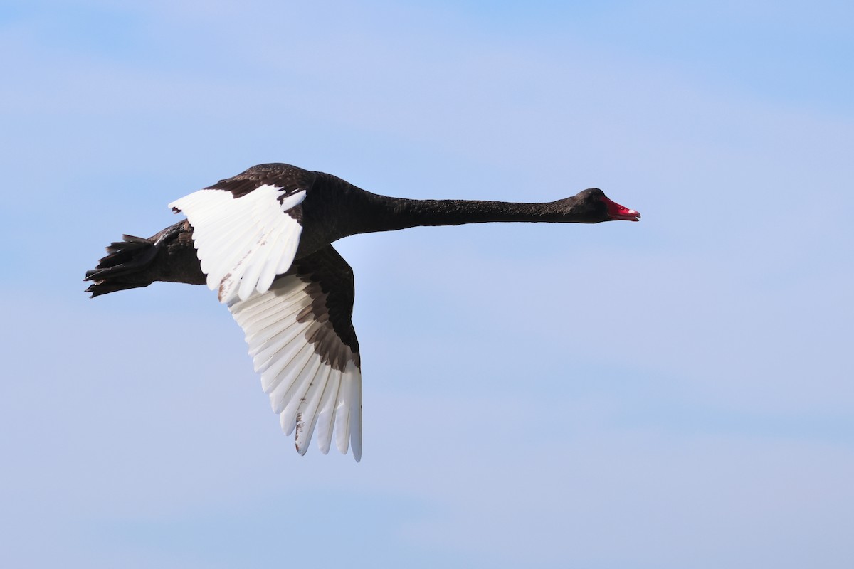 Black Swan - ML638530014