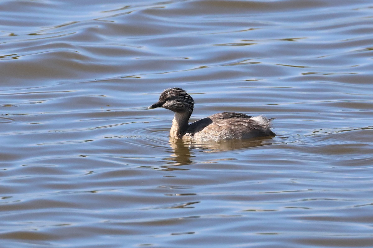 Hoary-headed Grebe - ML638530019