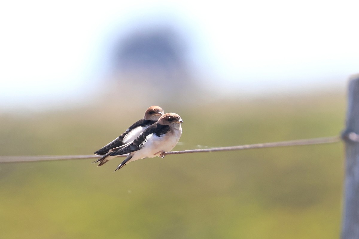 Fairy Martin - ML638530021