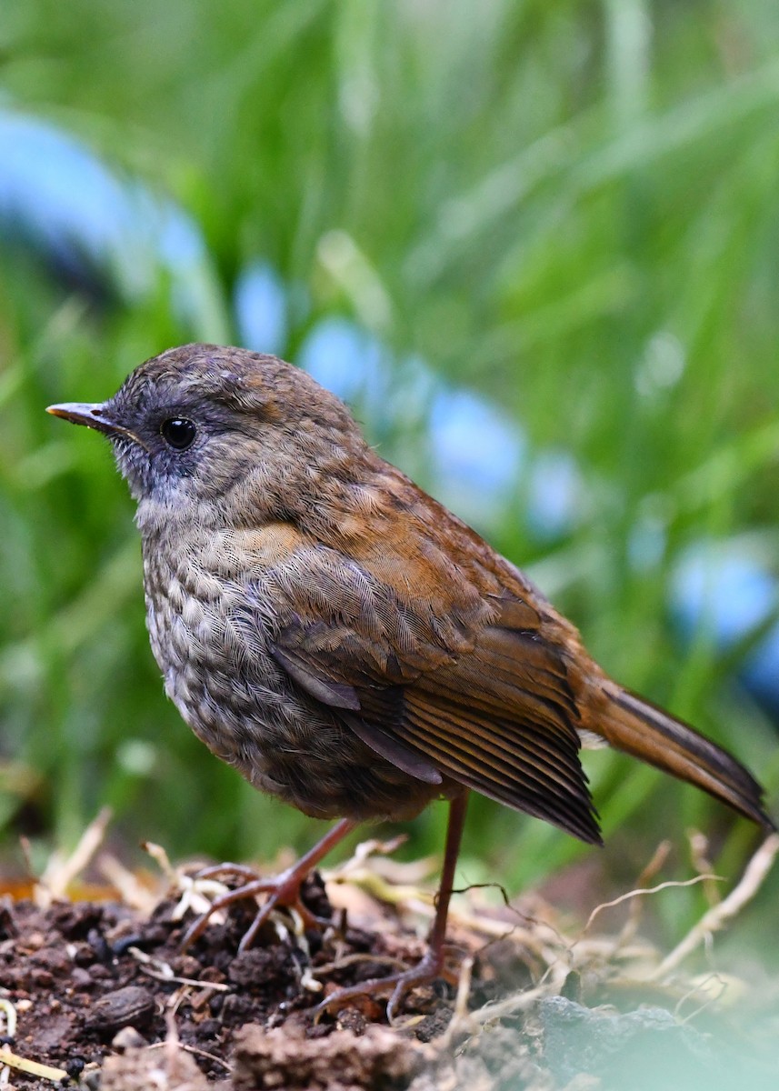 Black-billed Nightingale-Thrush - ML638530026