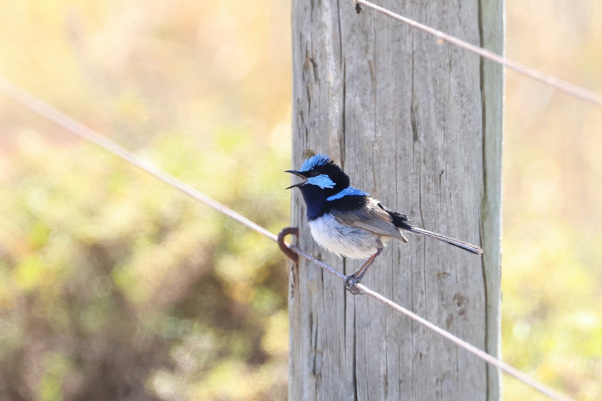 Superb Fairywren - ML638530027