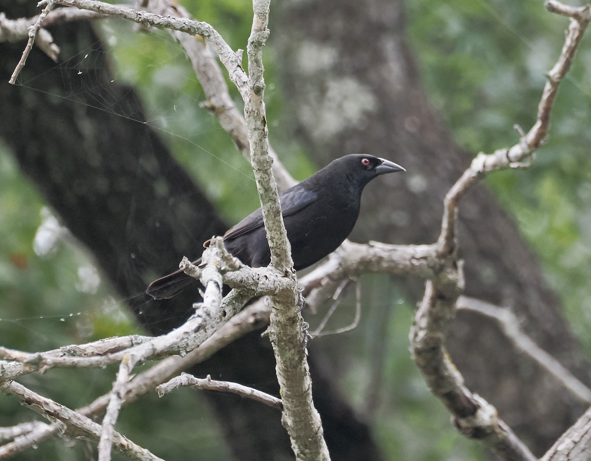 Bronzed Cowbird - ML638530029