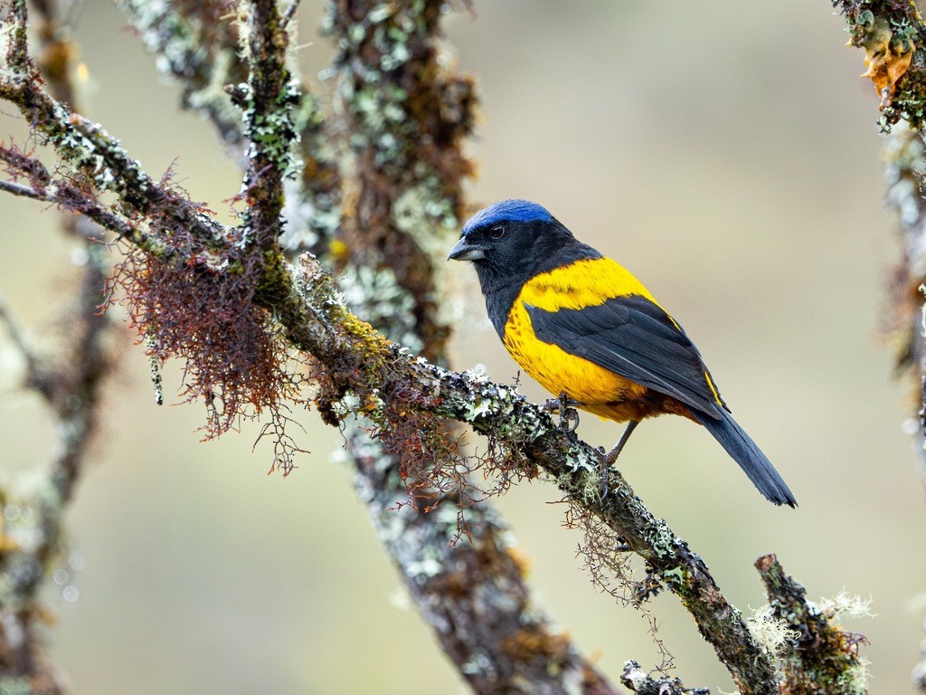 Golden-backed Mountain Tanager - ML638530032