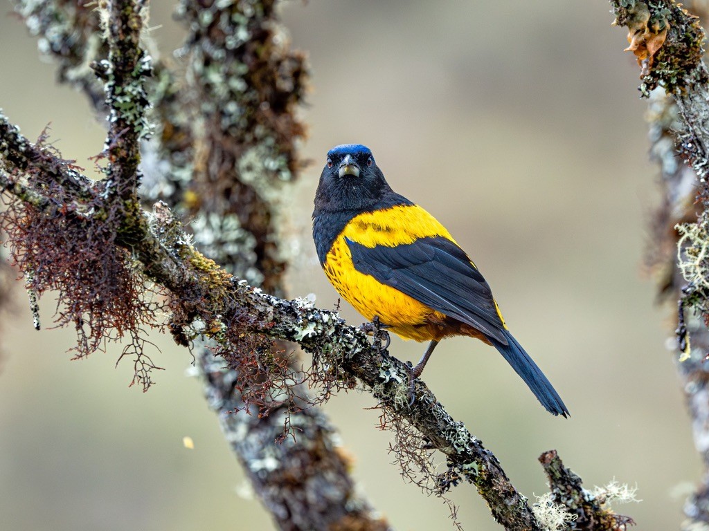 Golden-backed Mountain Tanager - ML638530033