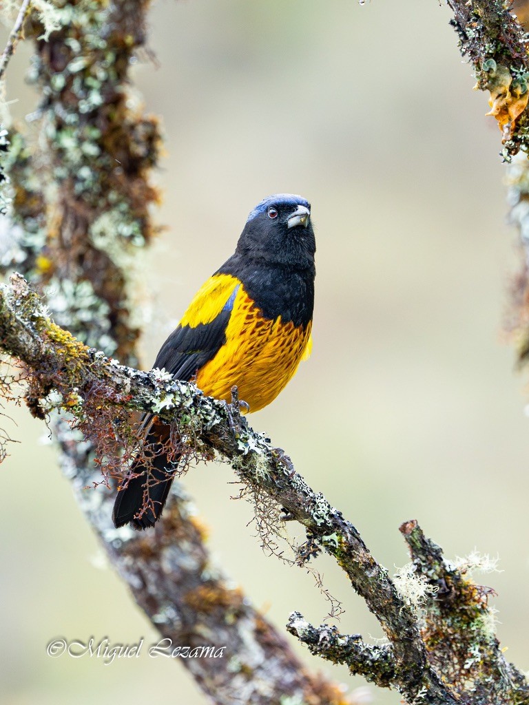 Golden-backed Mountain Tanager - ML638530034
