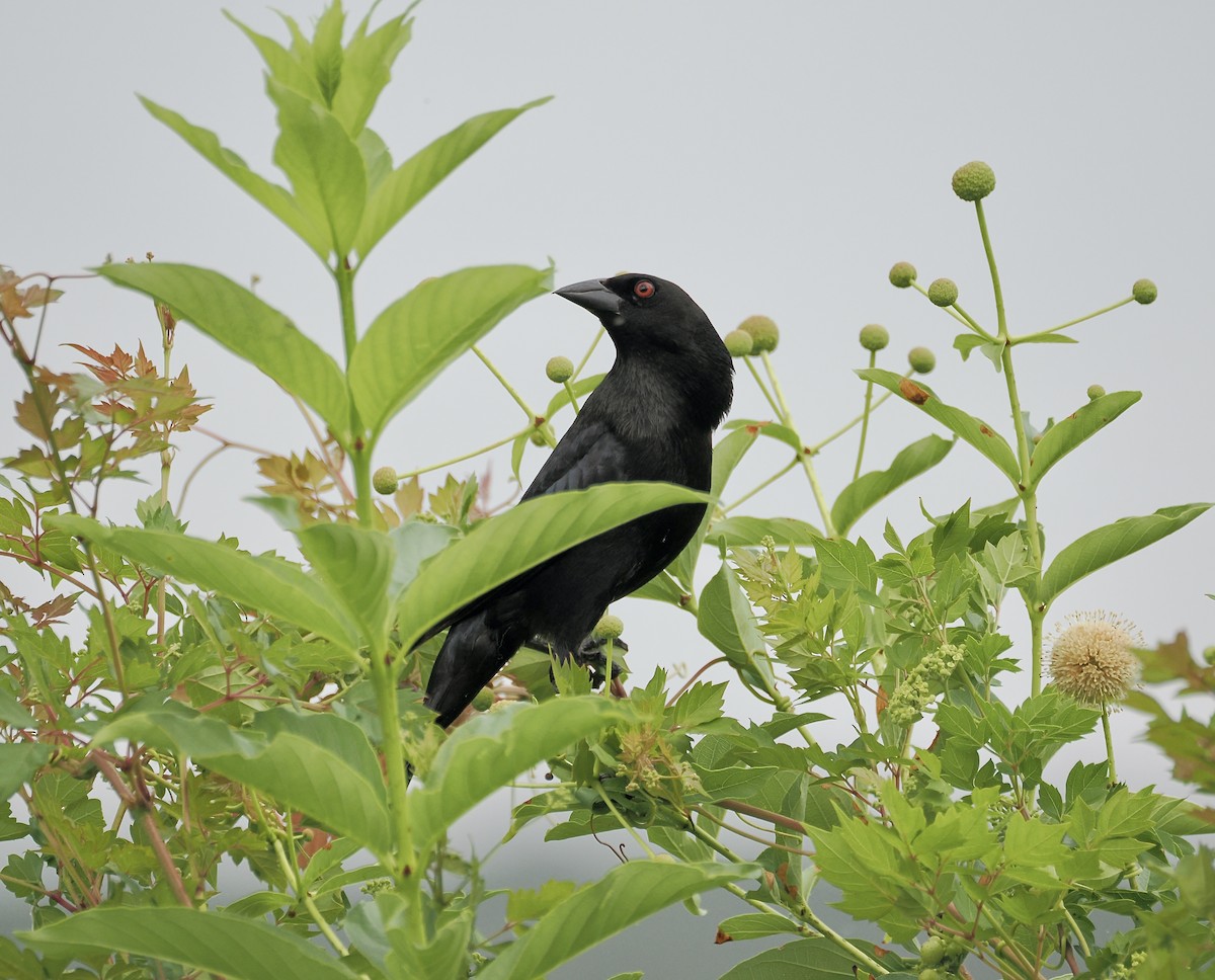 Bronzed Cowbird - ML638530037
