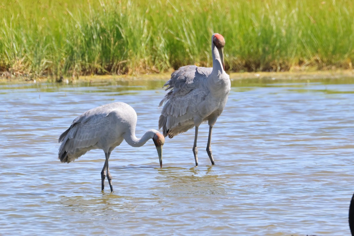Brolga - ML638530039