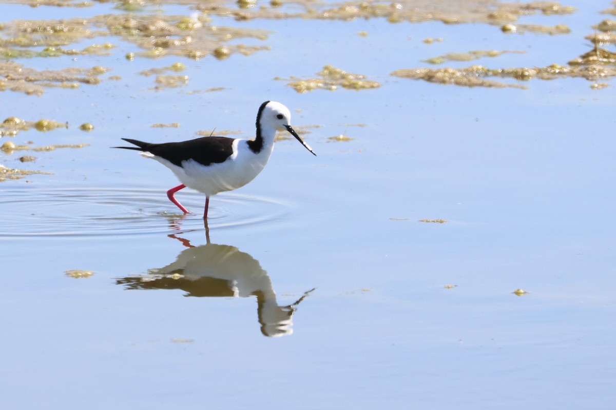 Pied Stilt - ML638530044