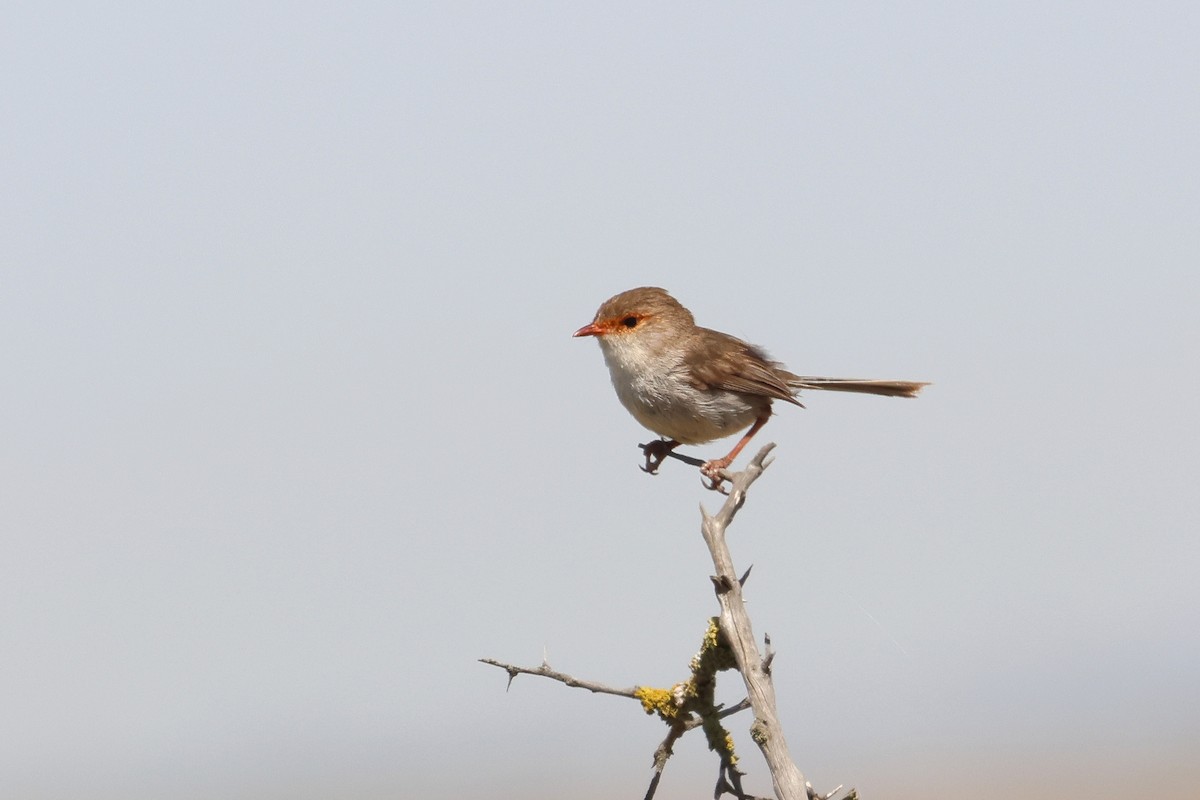 Superb Fairywren - ML638530046