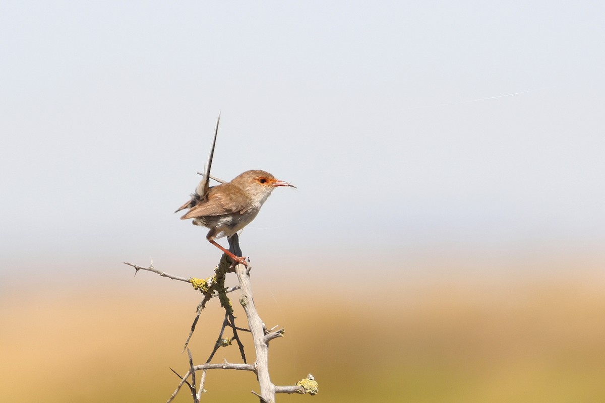 Superb Fairywren - ML638530047