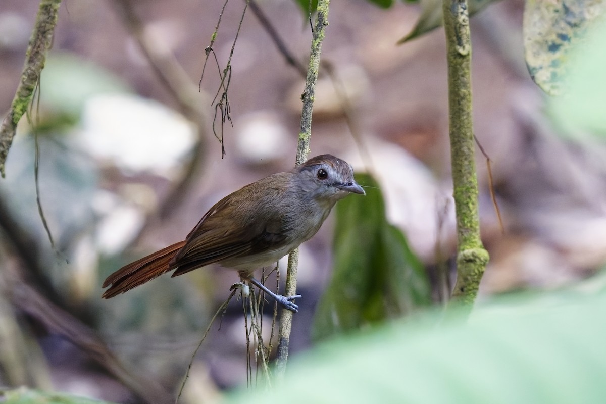 Sooty-capped Babbler - ML638530051