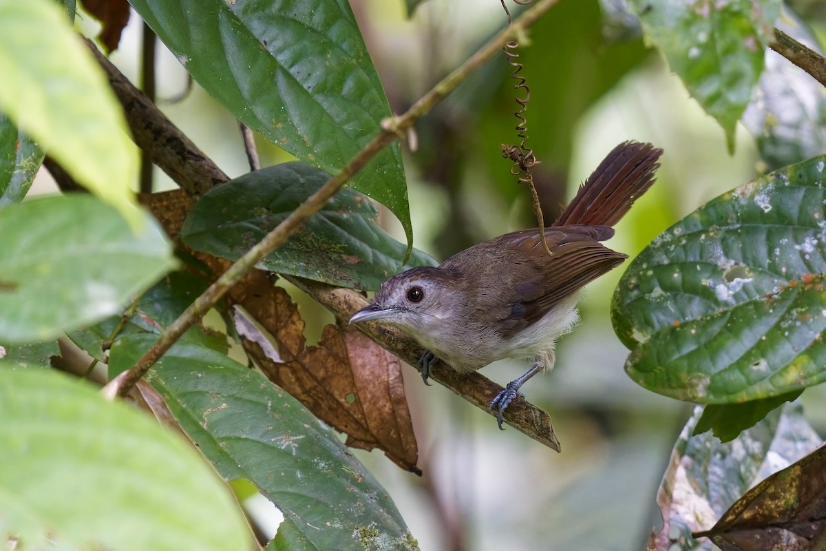 Sooty-capped Babbler - ML638530052