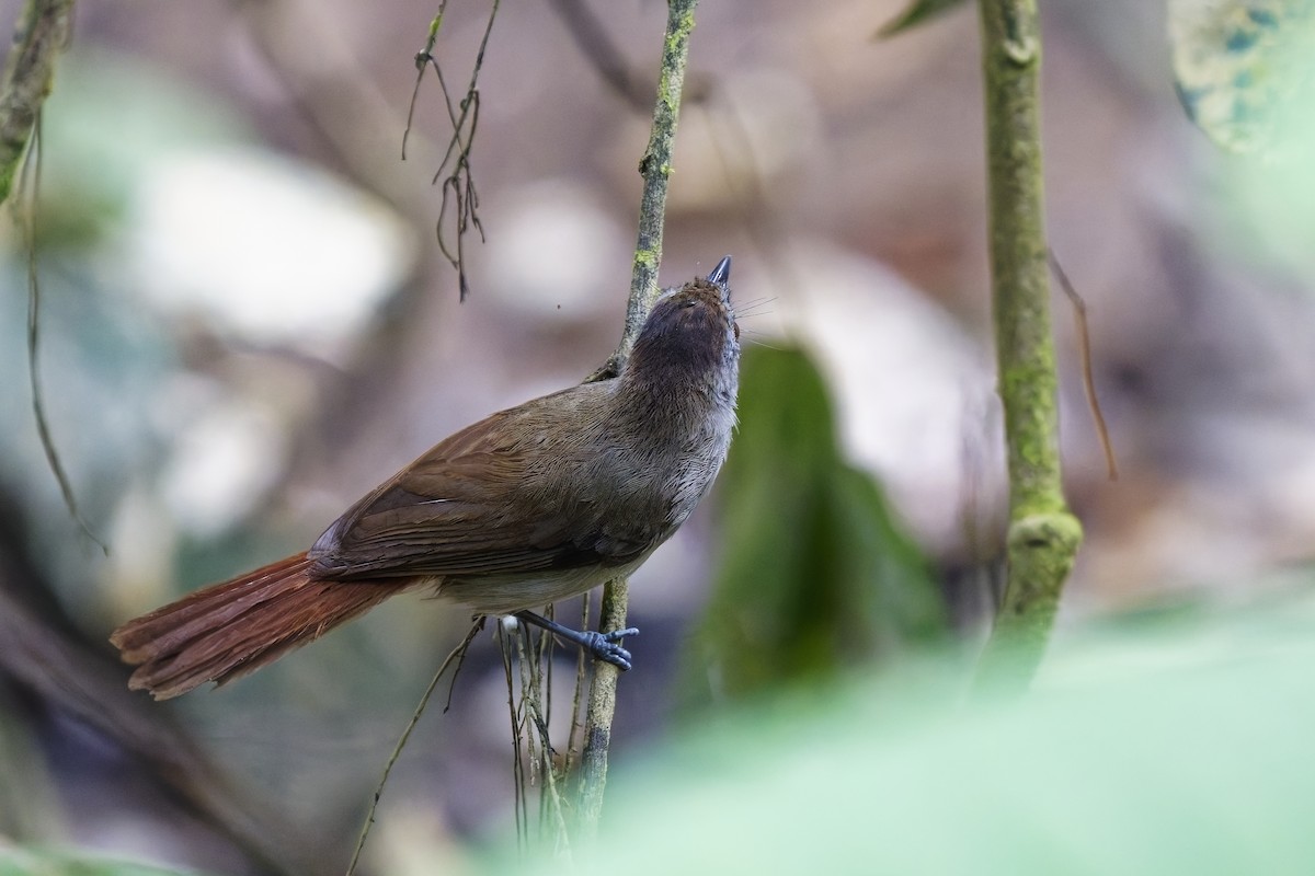 Sooty-capped Babbler - ML638530053