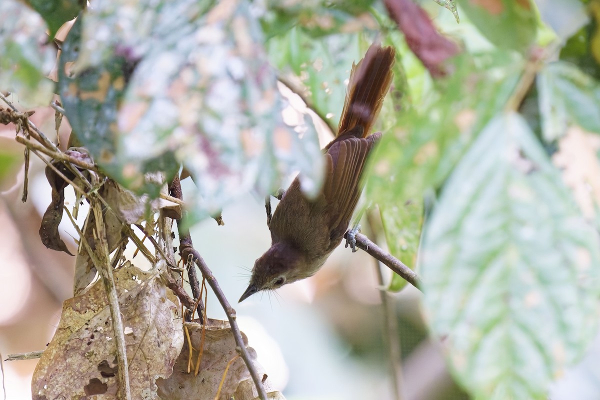 Sooty-capped Babbler - ML638530054