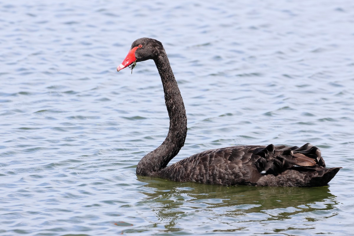 Black Swan - ML638530059