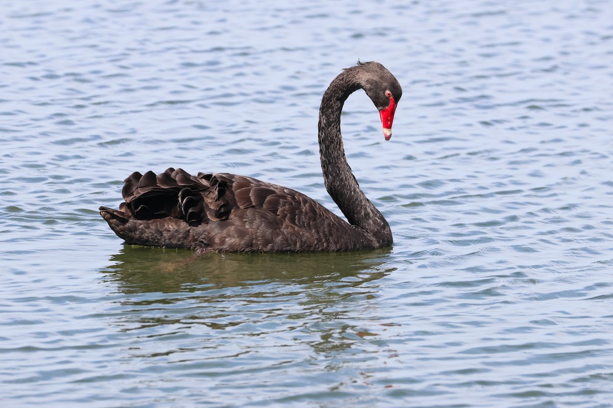 Black Swan - ML638530060