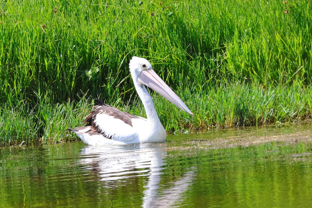 Australian Pelican - ML638530065