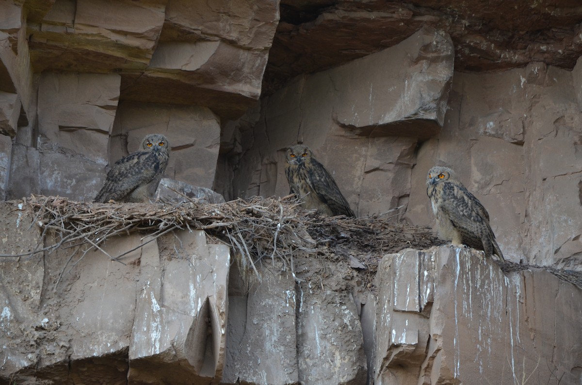 Eurasian Eagle-Owl - ML638530067