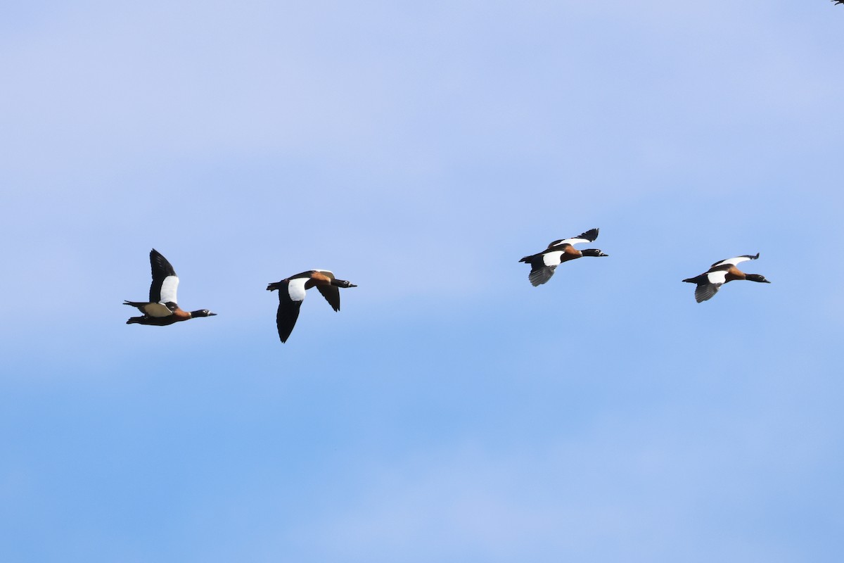 Australian Shelduck - ML638530075