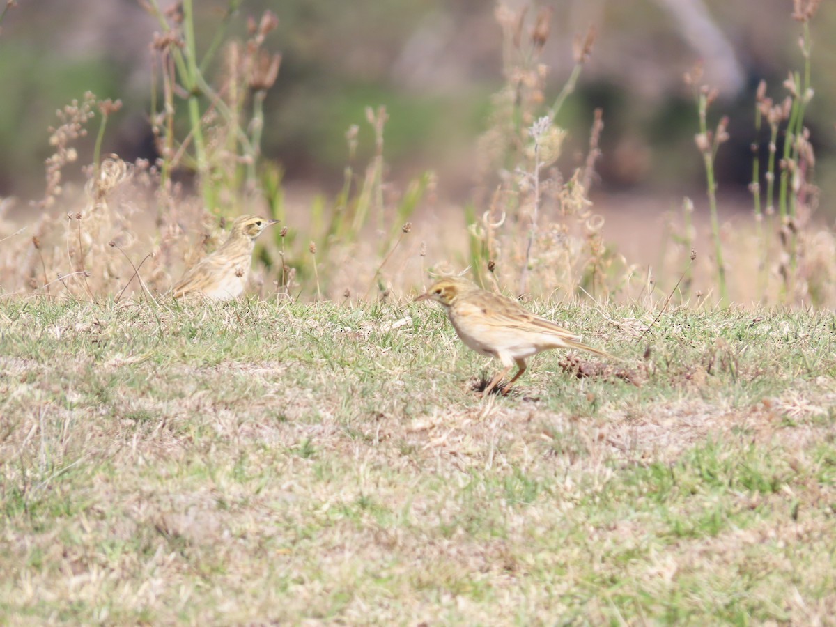 Australian Pipit - ML638530078