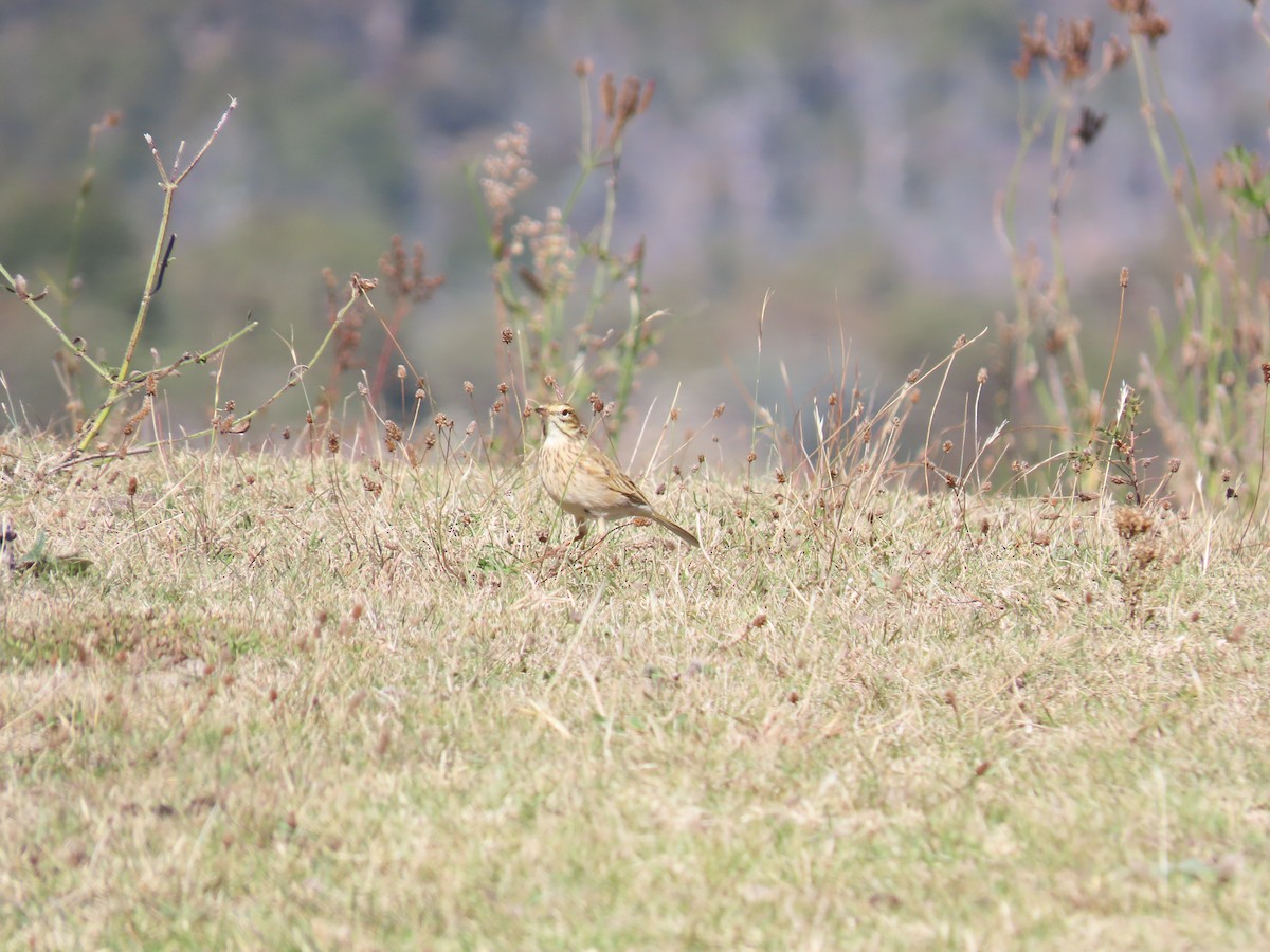 Australian Pipit - ML638530079