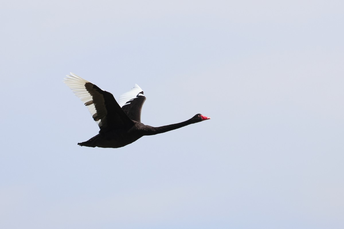Black Swan - ML638530082