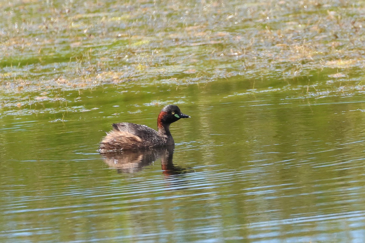 Australasian Grebe - ML638530095