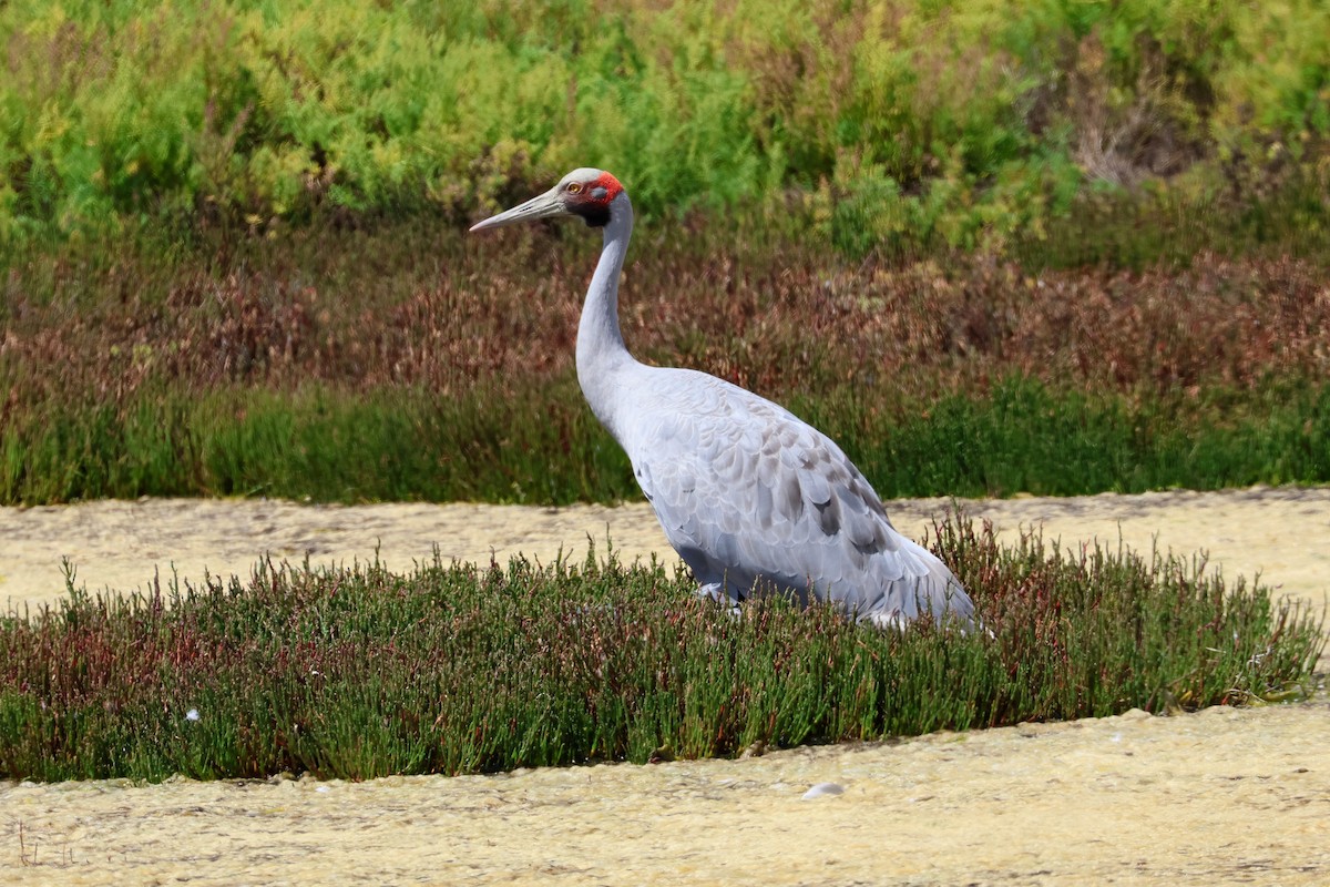 Brolga - ML638530101