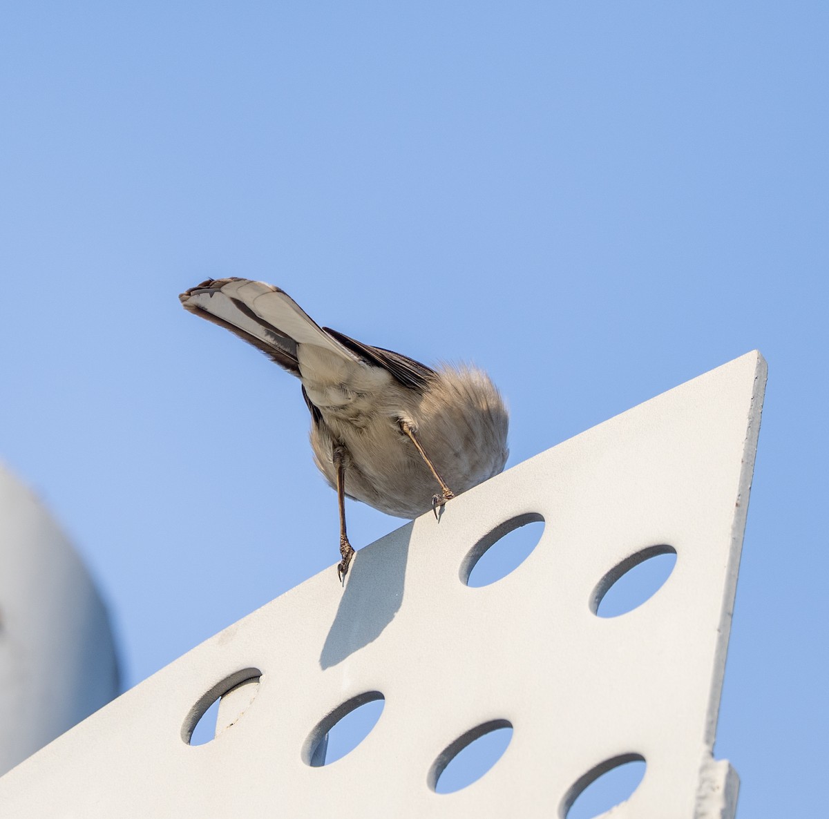 Northern Mockingbird - ML638530104