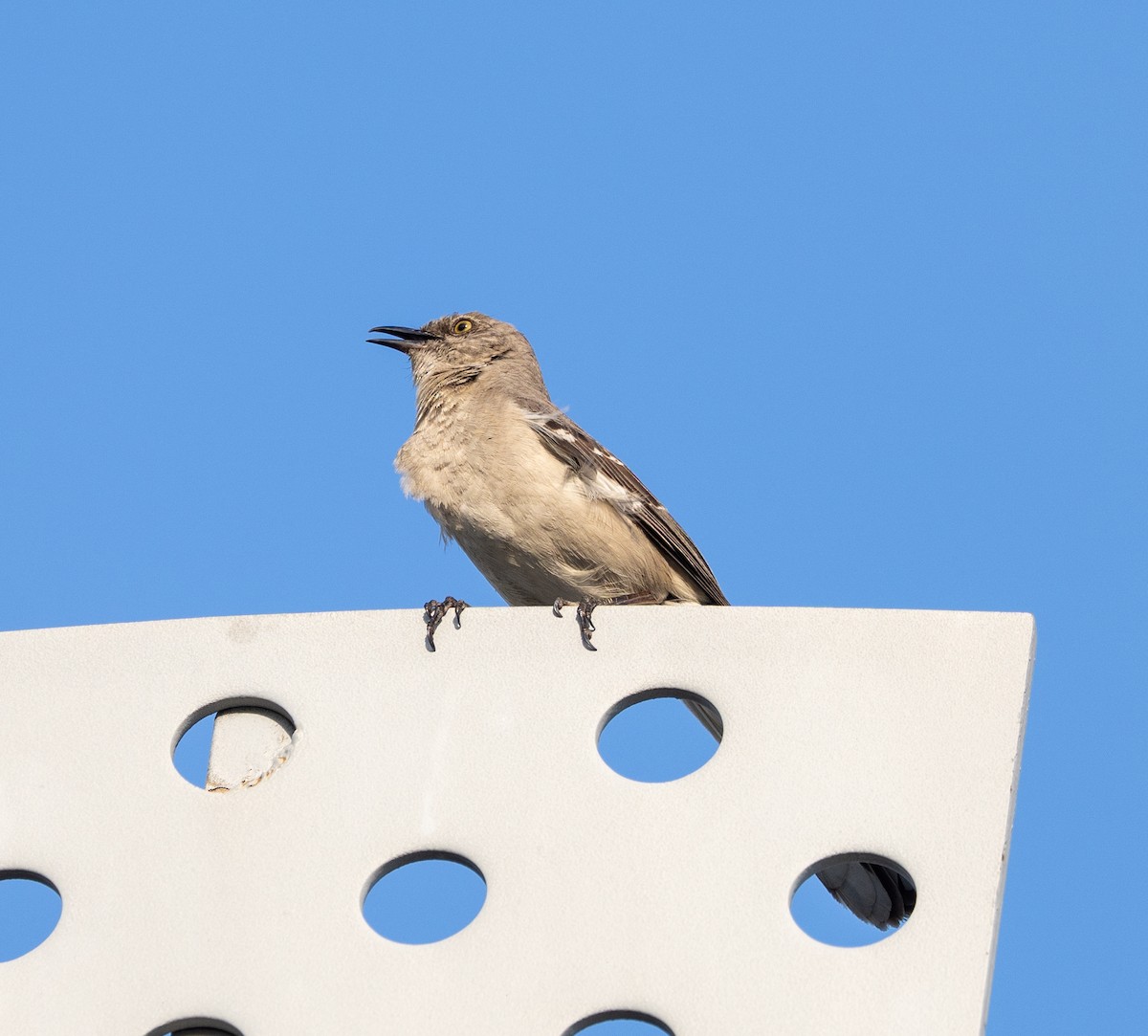 Northern Mockingbird - ML638530108