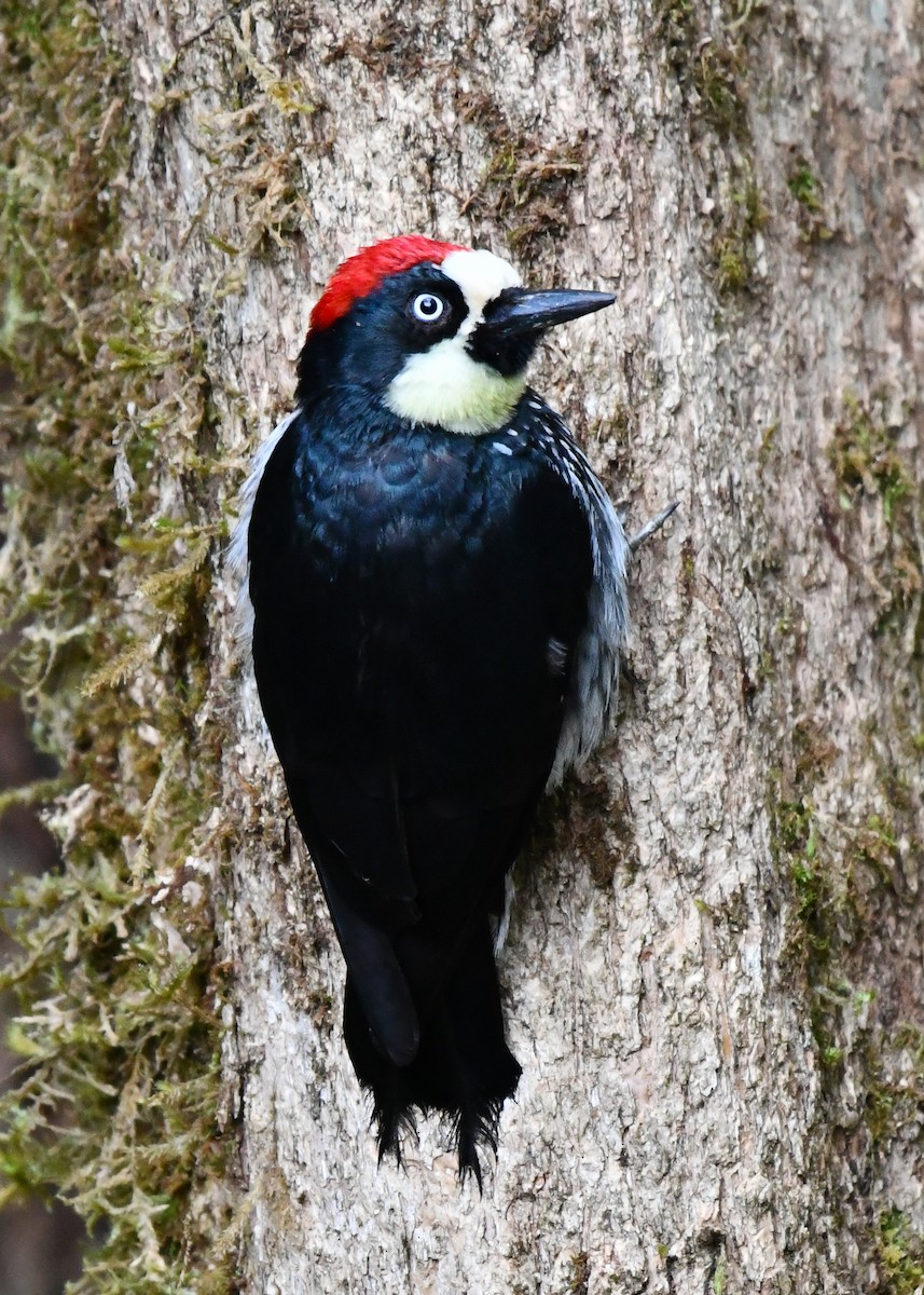 Acorn Woodpecker - ML638530110