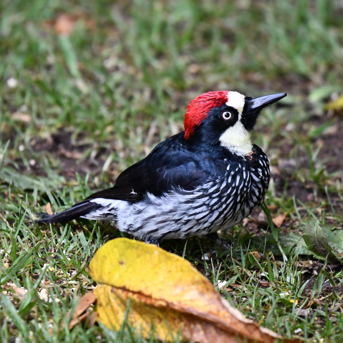 Acorn Woodpecker - ML638530111
