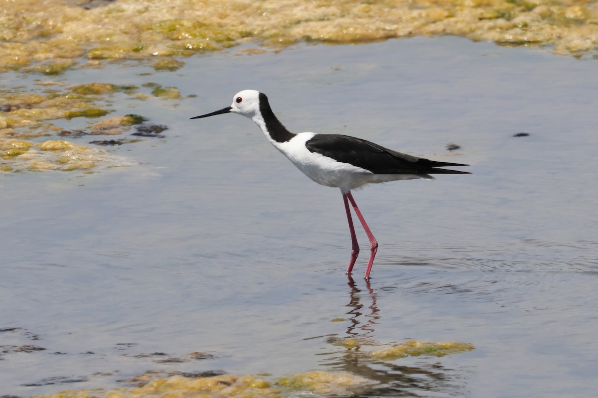 Pied Stilt - ML638530117