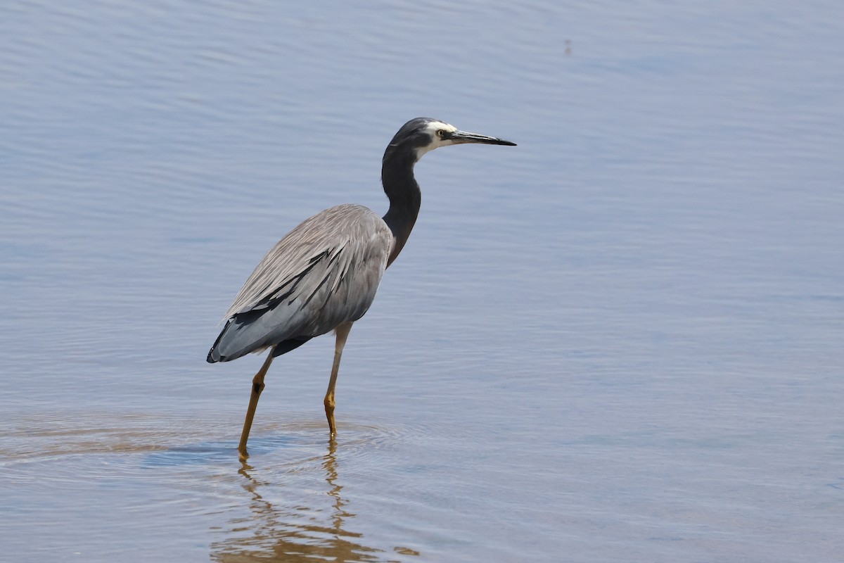 White-faced Heron - ML638530124