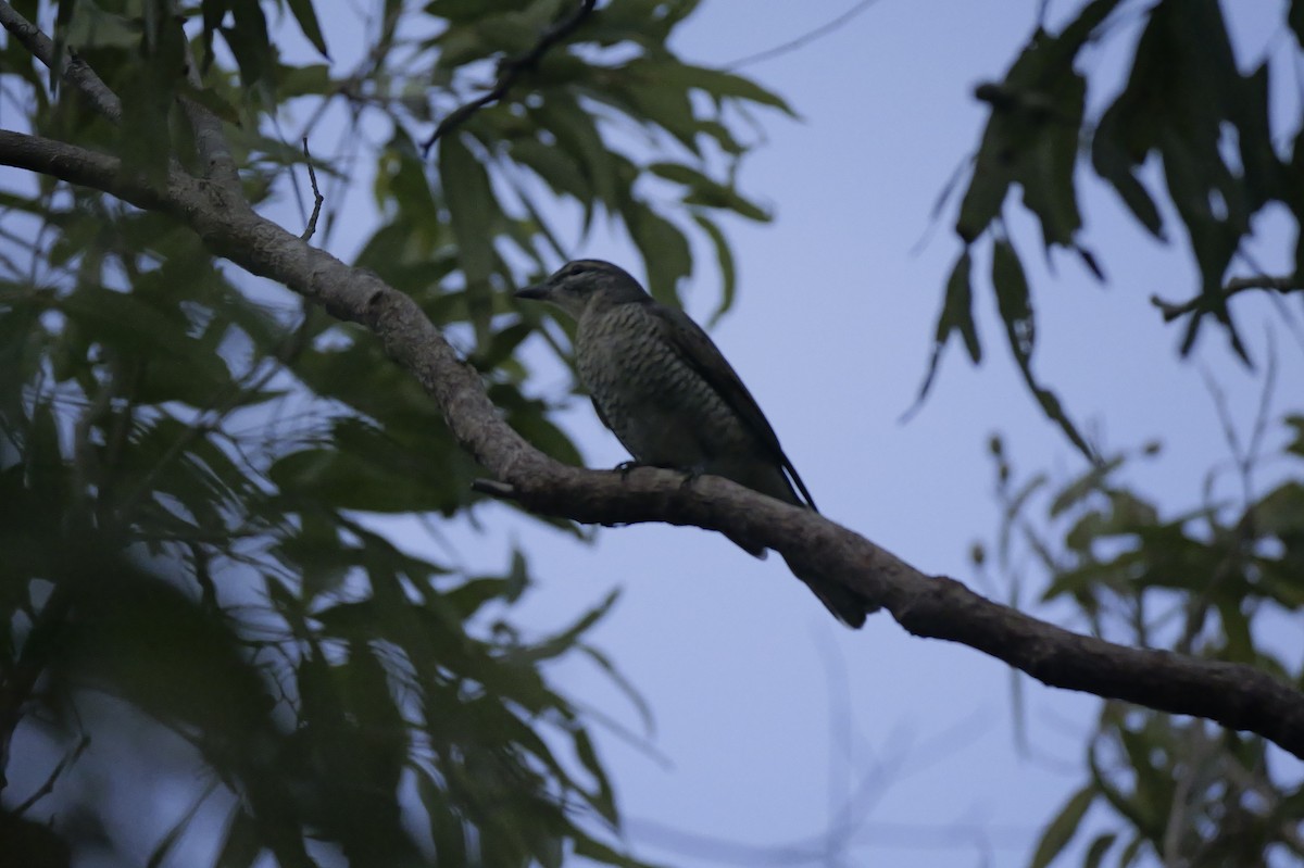 Sahul Cicadabird - ML638530125