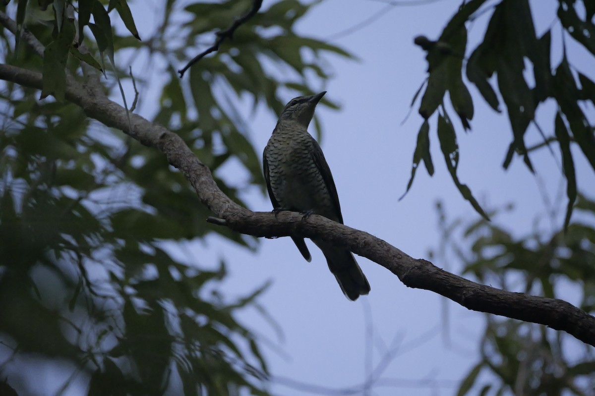 Sahul Cicadabird - ML638530126