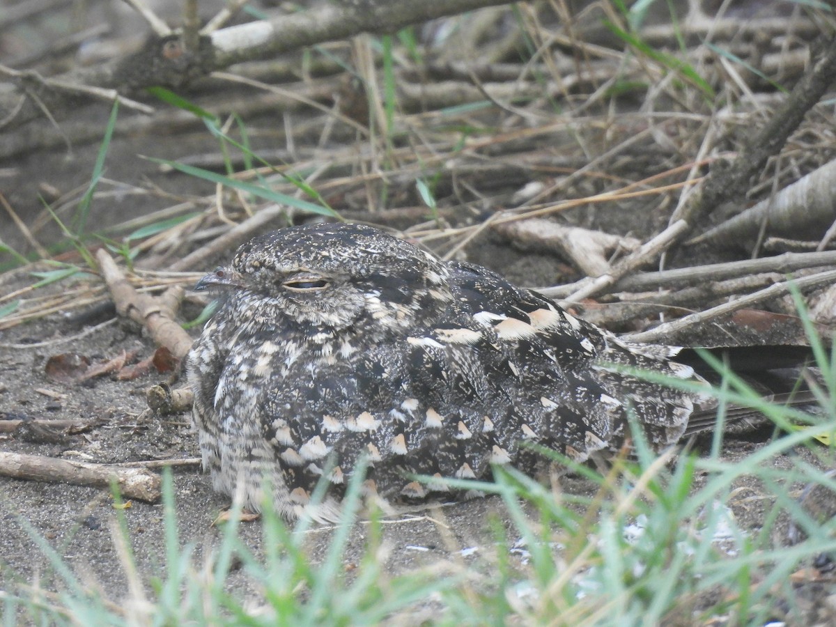 Savanna Nightjar - ML638530127