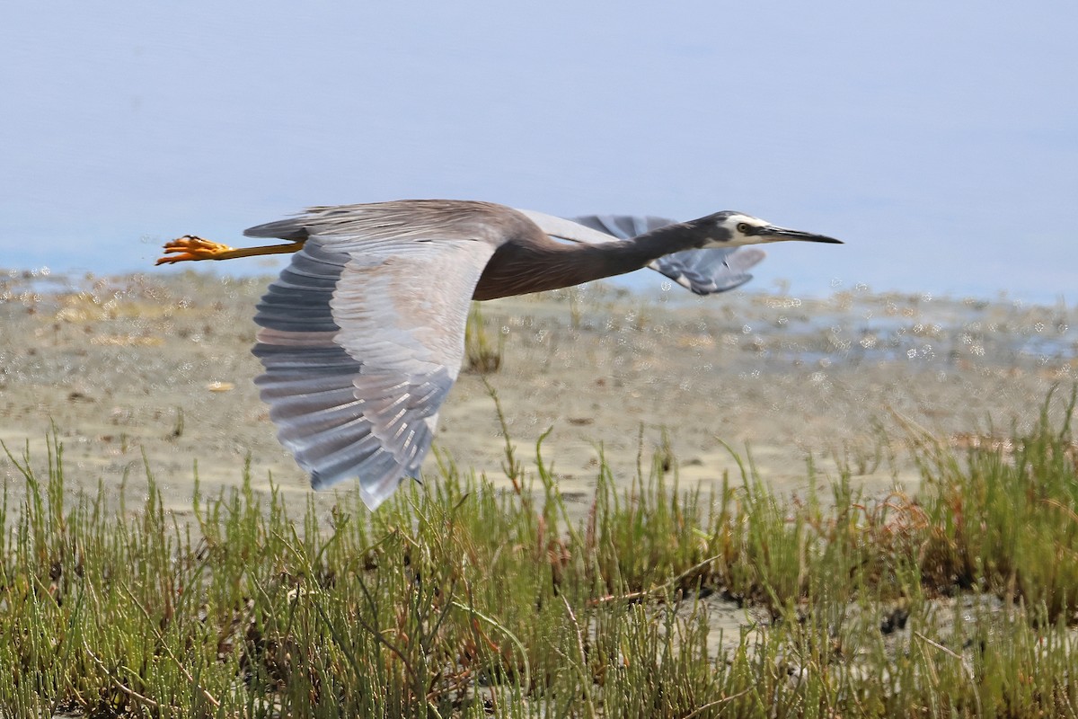 White-faced Heron - ML638530132