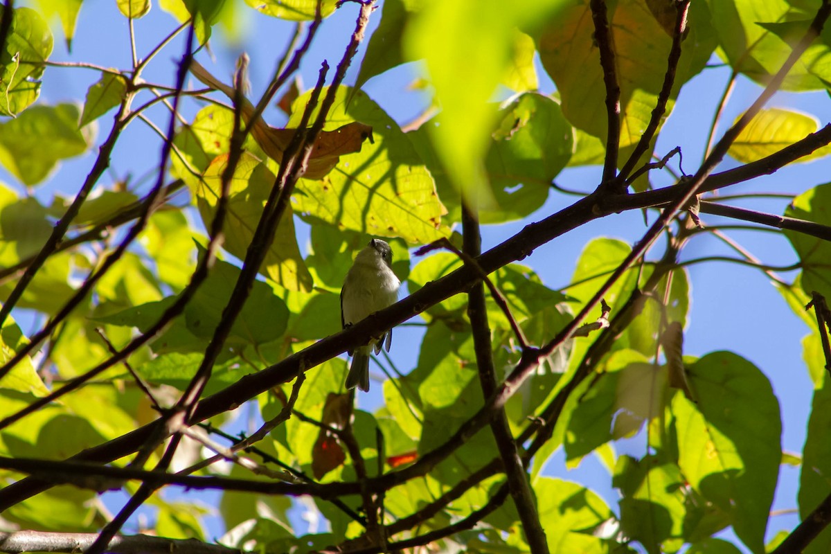 Gray-headed Elaenia - ML638530134