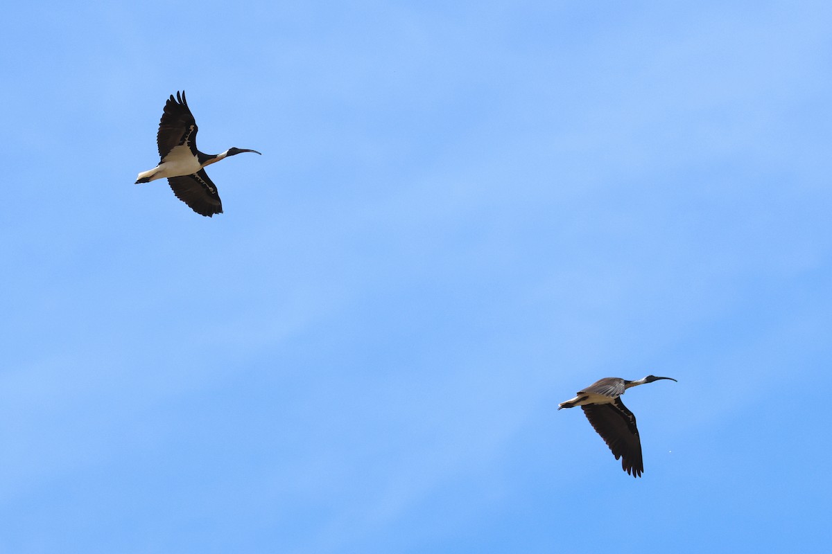 Straw-necked Ibis - ML638530140