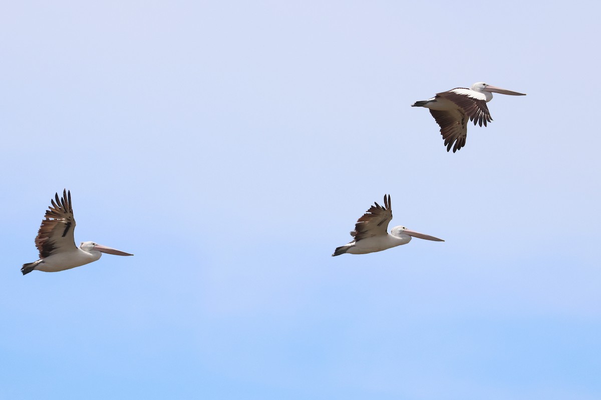 Australian Pelican - ML638530147