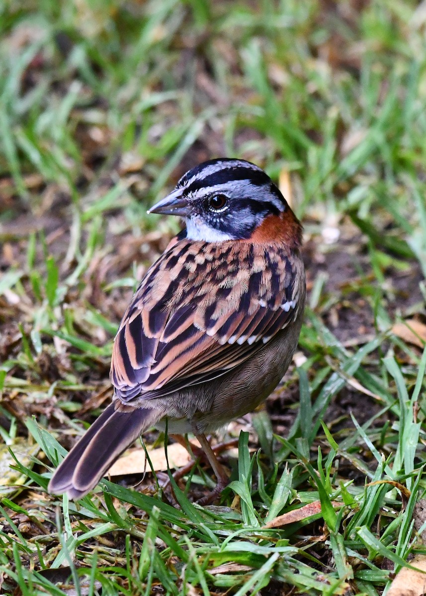 Rufous-collared Sparrow - ML638530148
