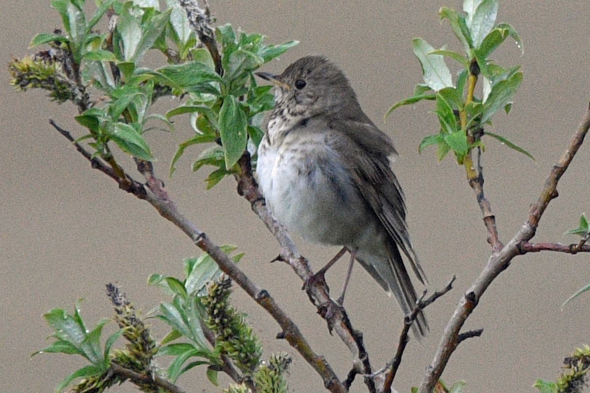 Gray-cheeked Thrush - ML638530154