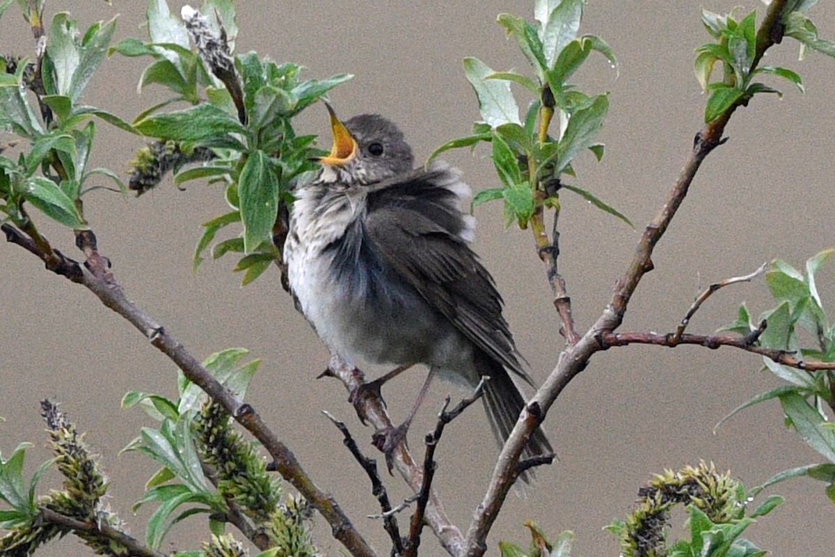 Grauwangen-Musendrossel - ML638530156
