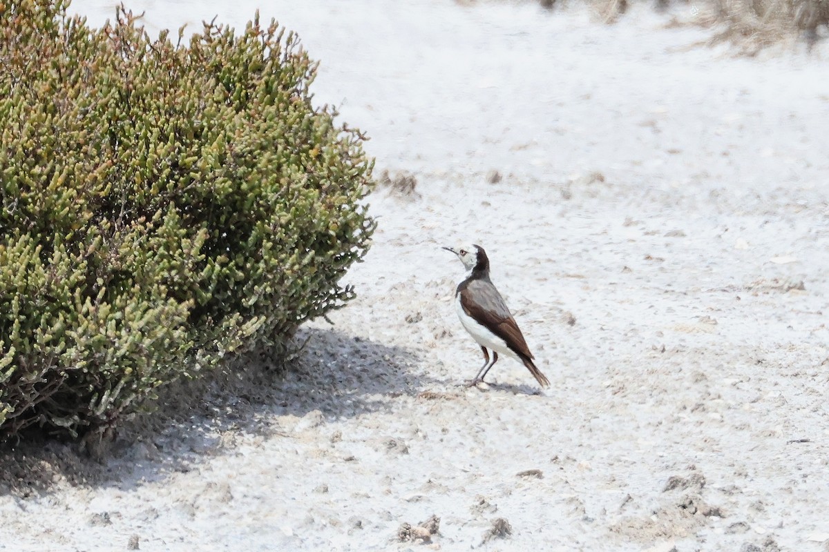 White-fronted Chat - ML638530165