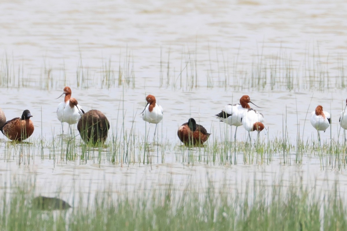 Red-necked Avocet - ML638530174