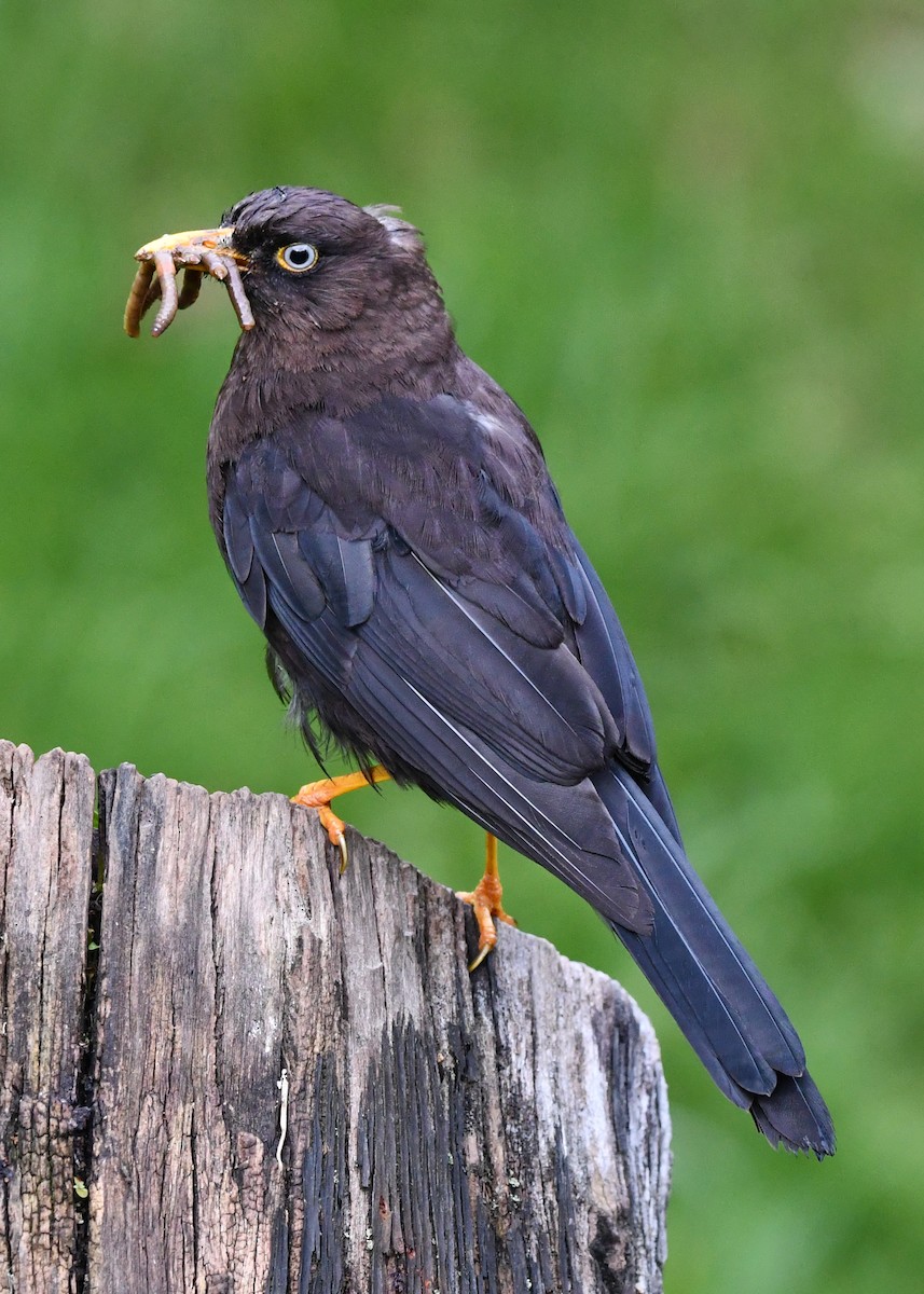 Sooty Thrush - ML638530177