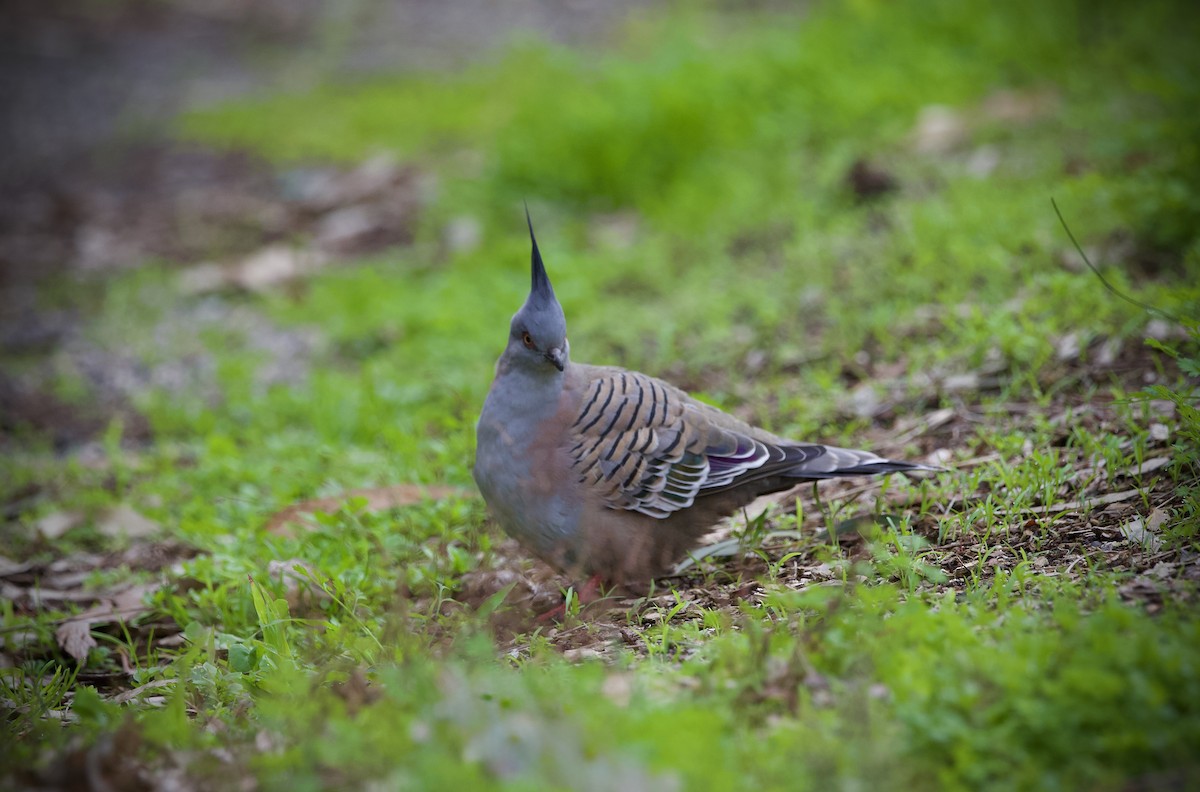 Crested Pigeon - ML638530191