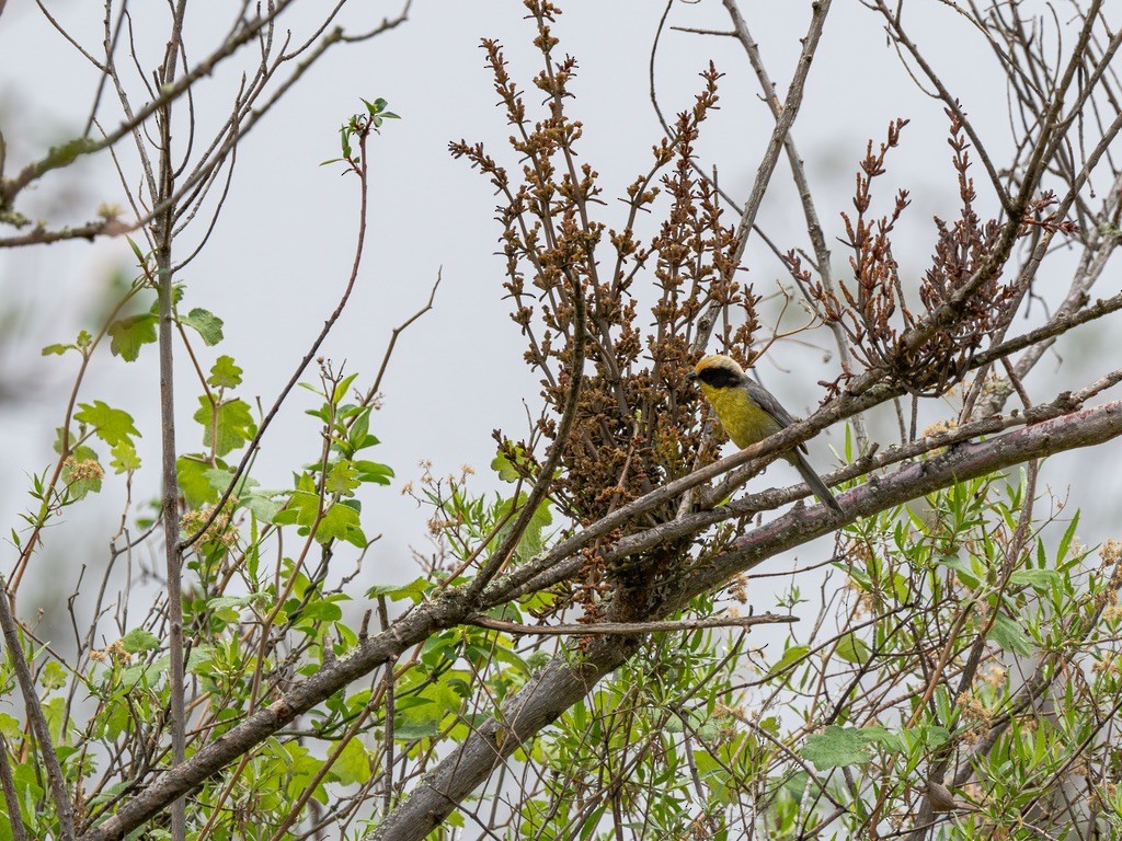 Yellow-breasted Brushfinch (Yellow-breasted) - ML638530196